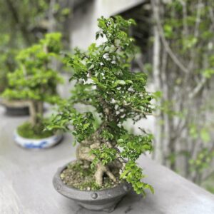 taller de bonsai