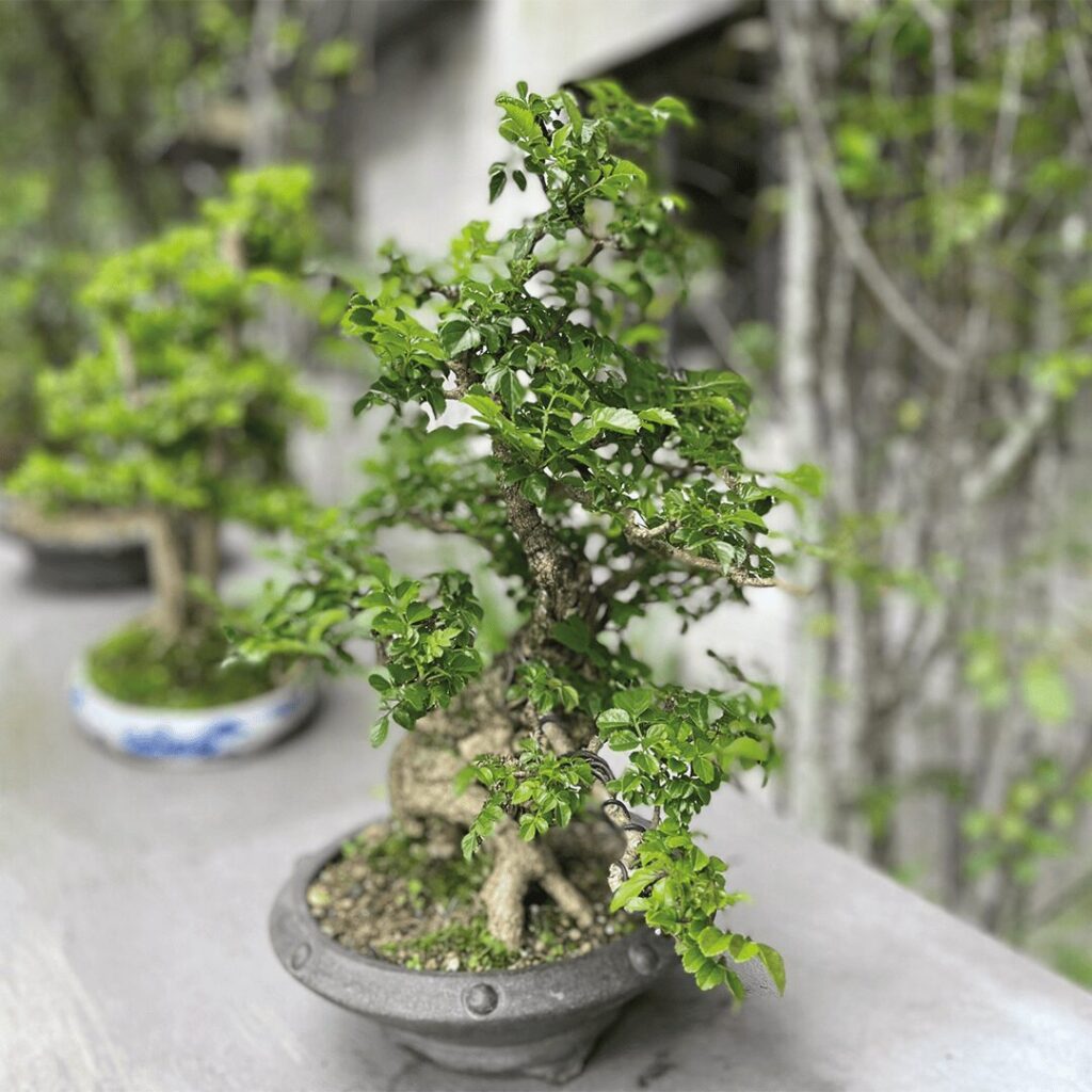 bonsai